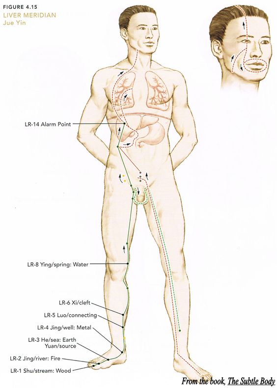 liver meridian